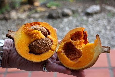 Mammea Americana Aka Mamey In Guyana Things Guyana