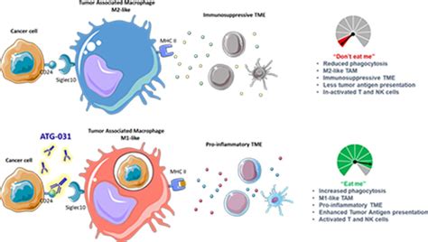 482 Atg 031 A First In Class Anti Cd24 Antibody Showed Potent