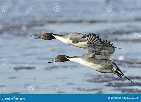 Northern Pintail Drakes Anas Acuta In Flight Stock Image Image Of