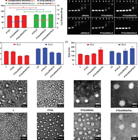 Physicochemical Characterization Of Nanoparticles A Encapsulation