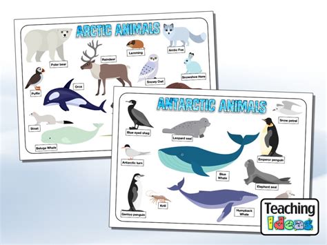 Arctic and Antarctic Animals Word Mat - Teaching Ideas