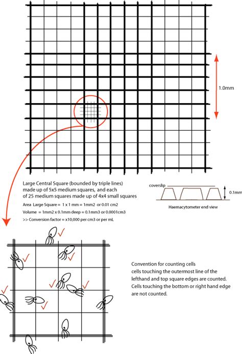 Cell Counting Using A Haemacytometer Anacc Methods And Materials