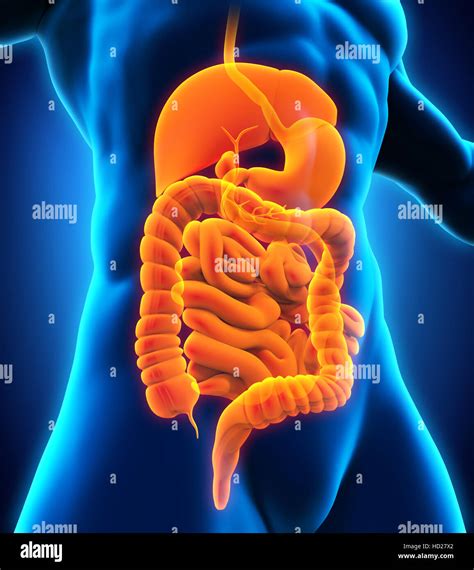 Human Digestive System Stock Photo Alamy