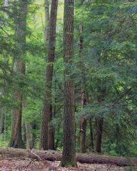 Kostenlose Foto Baum Wald Wildnis Weg Kofferraum Dschungel