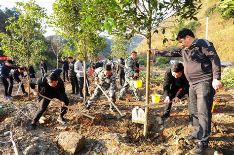 贵州剑河：义务植树添新绿 种下新年新希望发展活动绿色家园