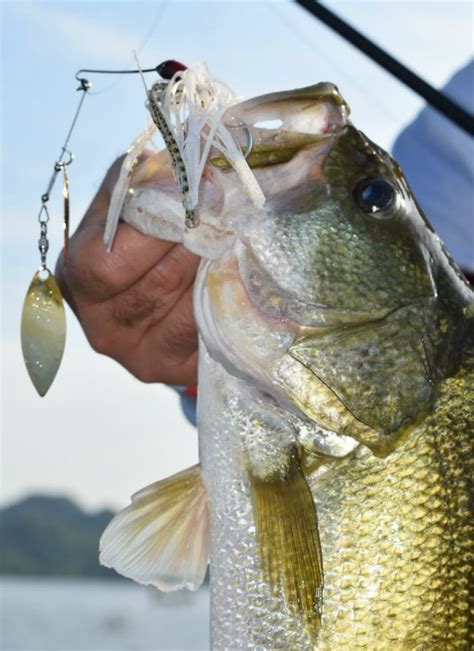 10 Must-Have Bass Lures for Mexico | Grand View Outdoors