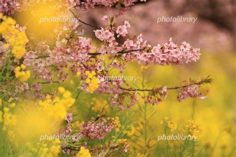 南伊豆の河津桜と菜の花 写真素材 3023930 フォトライブラリー Photolibrary