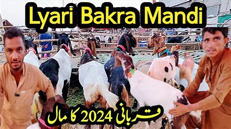 Lyari Bakra Mandi Me Qurbani 2024 Ka Maal Sasti Bakra Mandi Karachi