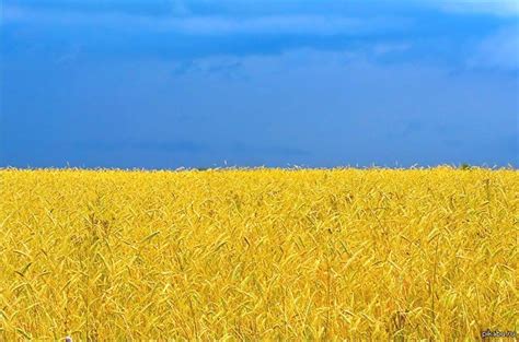 Из Одессы с морковью | ВКонтакте