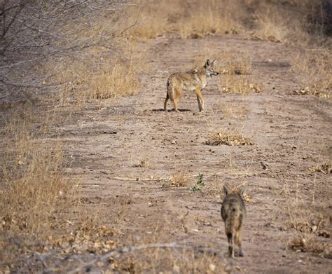 G0626040411twocoyote Two Coyotes On The Prowl At The Bosqu Flickr