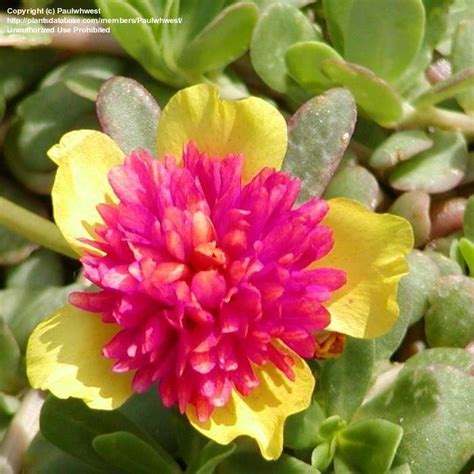 Plantfiles Pictures Portulaca Pigweed Purslane Fairytale Cinderella