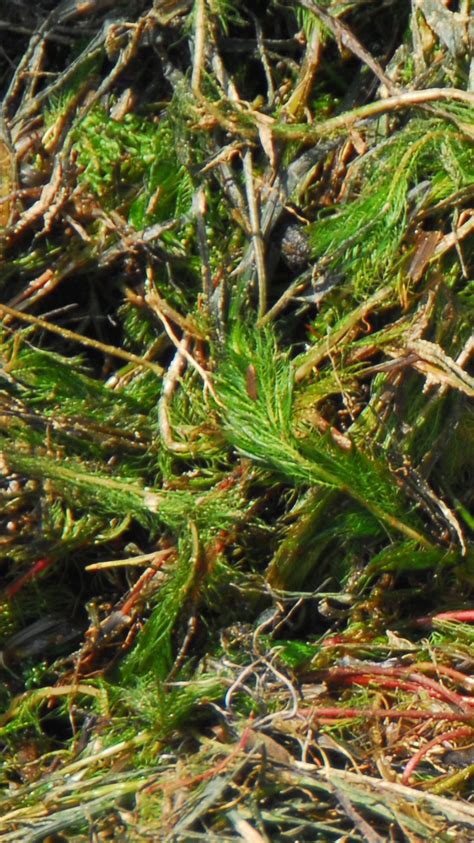 Eurasian Watermilfoil The Idaho Weed Awareness Campaign