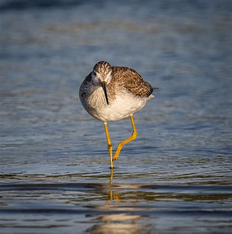 Greater Yellowlegs - Owen Deutsch Photography