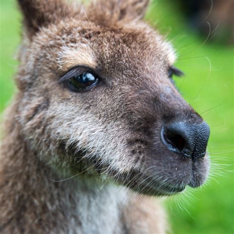 Pet Wallaby Food