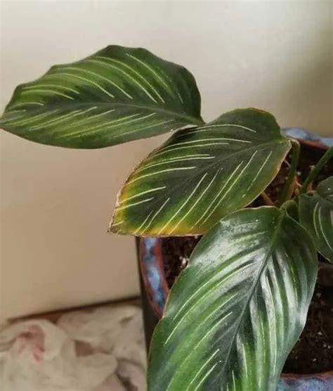 Calathea Beauty Star Care Guide Garden For Indoor