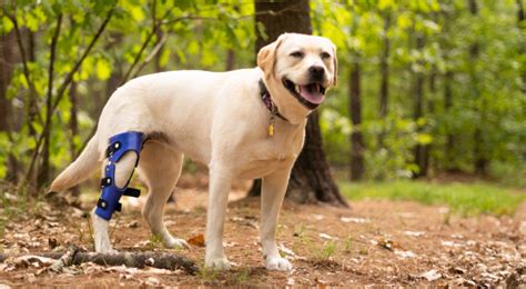 The Benefits of Dog Knee Braces - K9 Pie