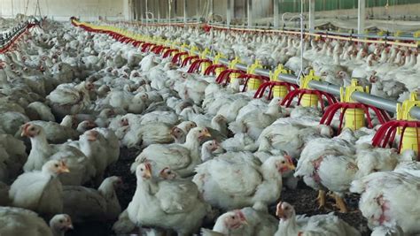 Intensive Factory Farming Of Chickens In Broiler Housessouth Africa