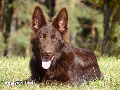 German Shepherd Brown