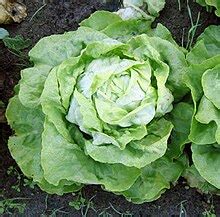 Salatpflanze – Wikipedia