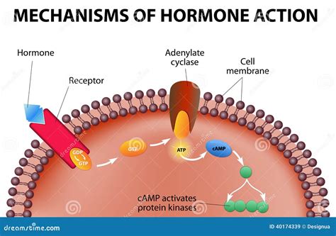 Mechanisms Of Hormone Action Stock Vector - Illustration of enzymes ... 