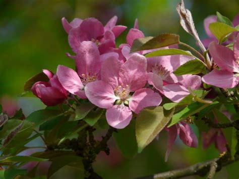 Free Images Nature Branch Blossom Flower Petal Spring Botany