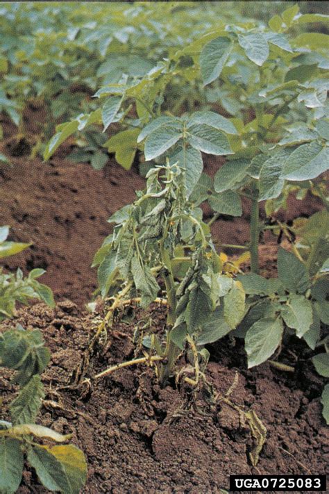 Southern bacterial wilt (Ralstonia solanacearum (except Race 3 Biovar 2)) 