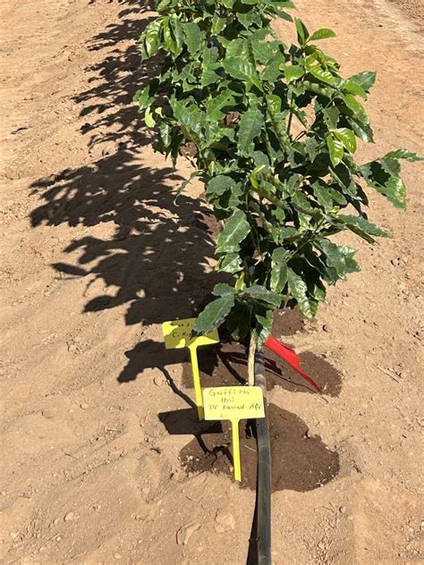 From drab to fab: how science is elevating Queensland coffee and