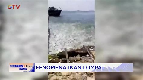 BMKG Sebut Fenomena Ikan Lompat Di Pesisir Pantai Merupakan Hal Wajar