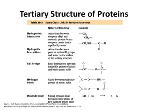 Ppt Protein Structure Powerpoint Presentation Free Download Id2306713