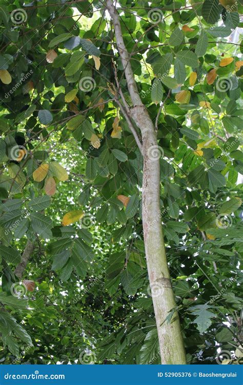 The Most Poisonous Plant-Antiaris Toxicaria Stock Photo - Image of blindness, leaves: 52905376