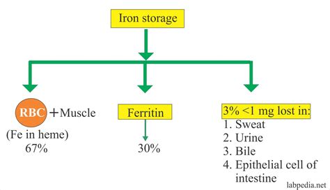 Total Iron Binding Capacity Tibc Transferrin And Transferrin