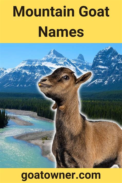 21 Mountain Goat Names Revealed Goat Owner