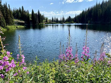 Wildflowers In Utah Utah Hiking Beauty