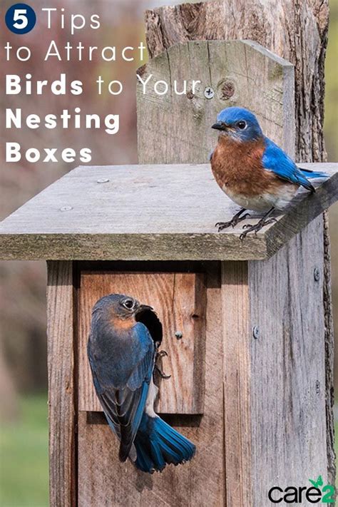 5 Tips To Attract Birds To Your Backyard Nesting Boxes Care2 Healthy Living How To Attract