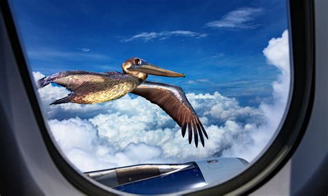 Window collisions are a leading cause of bird mortality - Earth.com