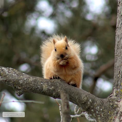Fluffy Blonde Squirrel Encountered On A Hike R Wildlifephotography