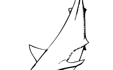 Nurse Shark Drawing | Free download on ClipArtMag