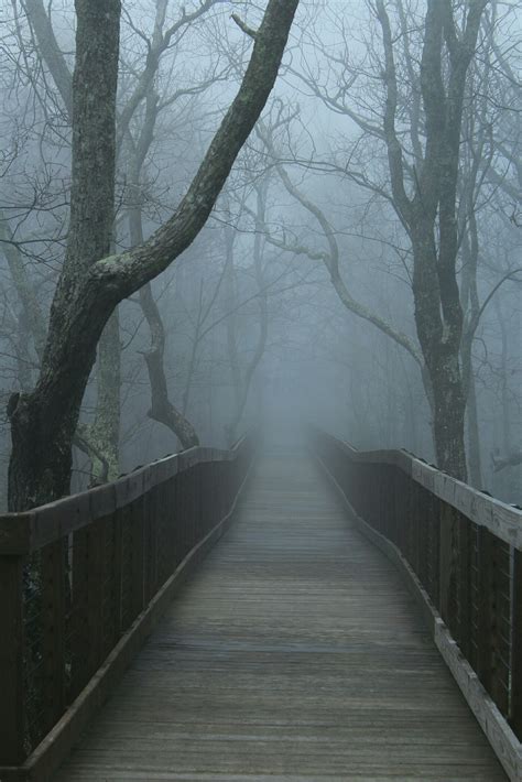 Free Images Tree Forest Branch Snow Winter Fog Mist Sunlight