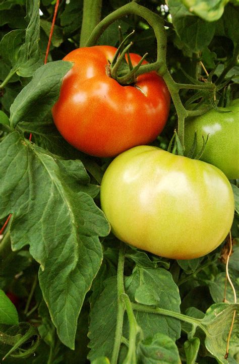 Kingsbury Market Garden | Warren VT