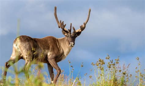 incredible arctic animals