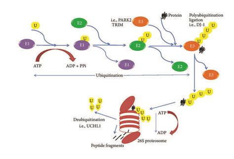 Protein Degradation By Ubiquitin Proteasome Pathway E1 E2 And