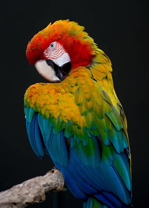 5,000+ Free Parrot & Bird Images - Pixabay