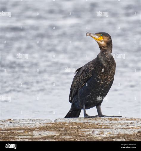 Corvus Marinus Hi Res Stock Photography And Images Alamy