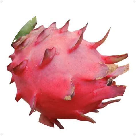 Kit 6 Mudas De Pitaya Boreal Red P Vermelha Autofertil