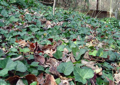 Escape of the invasives: Top six invasive plant species in the United ...