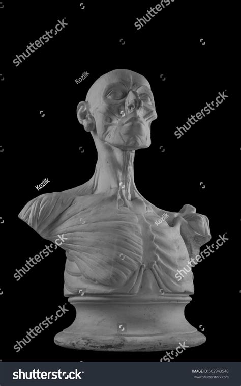 Plaster Statue Naked Anatomical Human Figure Stock Photo 502943548