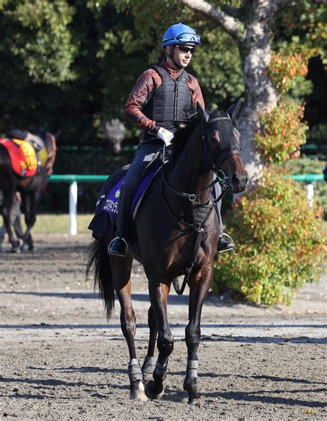 【皐月賞】コスモキュランダ坂路→ゲートの駐立確認、加藤士師「いいですね。いつも通りの調整」 3歳馬特集 競馬写真ニュース 日刊スポーツ