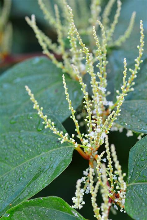 Backgrounds On Sally Rhubarb Japanese Knotweed Stock Image Image Of