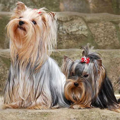 Yorkshire terrier Caractéristiques Prédispositions