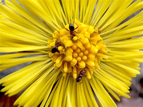 Free Images Nature Flower Petal Bloom Floral Spring Yellow